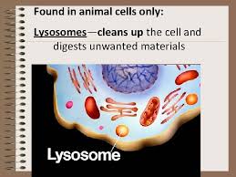 Maybe you would like to learn more about one of these? Cell Structure And Function What Makes Up Cells