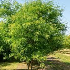 Image result for Tricalysia acocantheroides