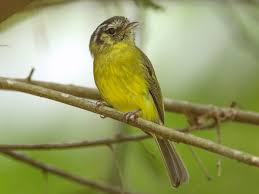 Image result for Plinthus sericeus