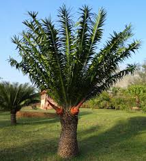 Image result for Encephalartos ngoyanus