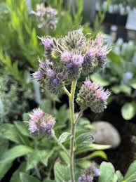 Image result for Culcasia falcifolia