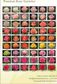 We did not find results for: 29 Color Choices For Wedding Flowers Ideas Wedding Flowers Flower Names Types Of Flowers