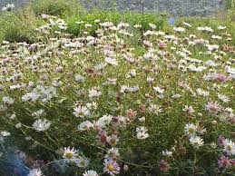 Image result for Erigeron karvinskianus