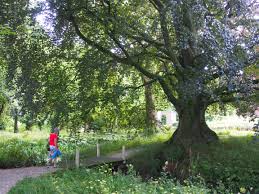 Malva lavatera bredon springs op stam € 19,95. Oude Boom In Doies Kerktoen In Pieterburen Groningen The Netherlands Tree Plants Tree Trunk