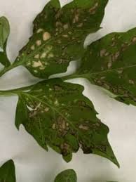 Image result for Septoria leaf spot of tomato
