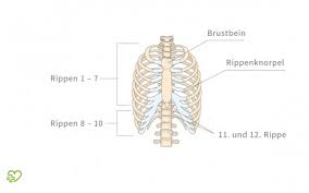 Die Rippen Onmeda De
