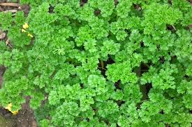 Image result for Petroselinum