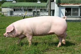 「豚肉」の画像検索結果