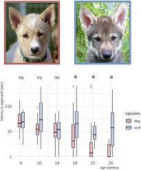 What if you want to calculate how old you are in dog years? Frontiers Dogs But Not Wolves Lose Their Sensitivity Toward Novelty With Age Psychology