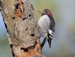 Spotted Bird With Red Patch On Back Of Head 5 13 16 Red Headed Woodpecker First Winter Male Clear Fork Farm Whitley Co Ky Bird Life List Woodpecker Ornithology