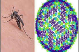 Kartun nyamuk gambar vektor gratis di pixabay. Efektifkah Penanggulangan Demam Berdarah Dengan Cara Pengasapan Fogging Antara News Megapolitan