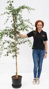 Crataegus laevigata 'crimson cloud' is a popular pink flowering hawthorn tree. Crataegus Laevigata Crimson Cloud Hawthorn Trees For Sale