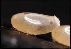 Image result for bed bugs eggs