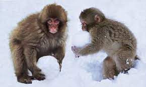 Arctic monkeys — balaclava 02:51. The Arctic Monkeys That Have Learned How To Make Snowballs Daily Mail Online