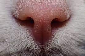 93 Close Ups Of Cat Noses To Make Your Day Cat Nose Dog Nose Cats
