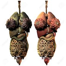 It also is known as the birth canal. 3d Rendering Sick And Healthy Internal Organs Of The Woman Stock Photo Picture And Royalty Free Image Image 9167930