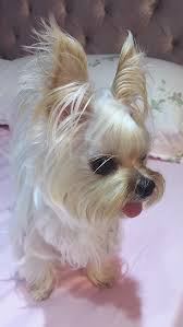 Puppuru Turns Into A Silver White Sweetie Yorkie Puppy Cute Puppy Breeds Teacup Yorkie Puppy