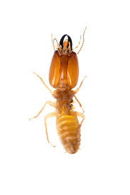 If you need a clearance letter or proof of termite treatment, this needs to be done by a licensed pest control operator. Termite Control Diy Termite Treatment Products Fast Free Shipping Domyown Com