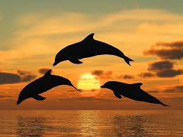 Dolphins Meaning And Symbolism Dolphins As A Lucky Symbol