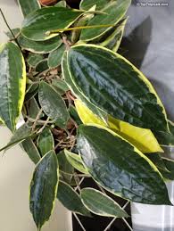 Image result for Carvalhoa macrophylla