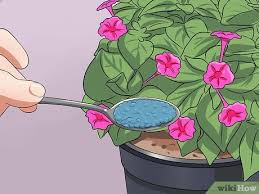 Four o'clock has another valuable use in the garden besides its beauty and fragrance. 4 Ways To Grow Four O Clock Flowers Wikihow