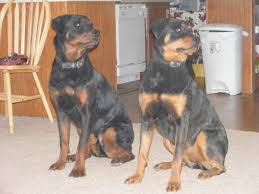 But this is just the average weight and your rottweiler could weigh more or less than these numbers. American German Or Roman The Different Types Of Rottweilers Pethelpful