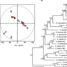 Image result for Exochaenium oliganthum