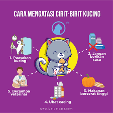 Check spelling or type a new query. I Vet Petcare Cara Mengatasi Cirit Birit Sebelum Ni Kita Dah Cerita Pasal Jenis Cirit Birit So Sekarang Min Nak Cover Pulak Cara Cara Mengatasi Cirit Birit Apa Tunggu Lagi Haa Masukkk Okay