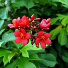 Image result for Jatropha seineri