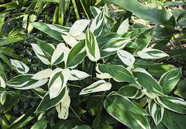 Image result for Maranta arundinacea