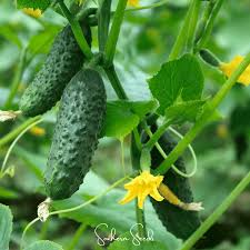 Image result for Cucumis sativus