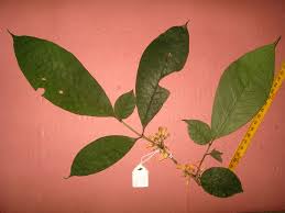 Image result for Sarcophrynium schweinfurthianum