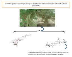 Image result for Gardenia ternifolia