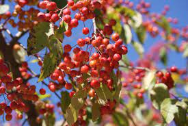 The fruit of a crabapple tree comes from the flowers, so if you want plenty of. Picking A Crabapple Tree Learn About Fruiting And Flowering Crabapples