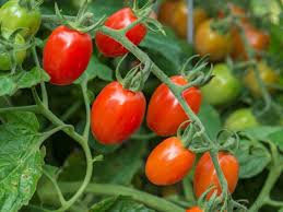Grow cool season crops like lettuce, broccoli, and potatoes to get an early start on your spring garden. Healthy Plants But No Tomatoes