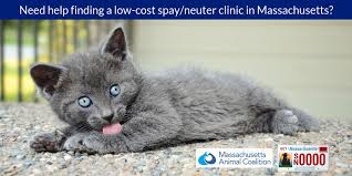 The cost to spay/neuter feral or barn cats is $40.00. Massachusetts Animal Coalition Mac Petplate Twitter