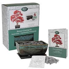 When you grow a bonsai from seed you should do the planting on autumn, so they start germinating in spring. Bees Grow Your Own Sweet Gum Bonsai Tree