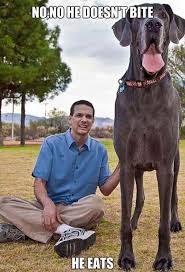 But its huge size means it isn't right for every family. Great Dane Puppies For Sale Adoptapet Com