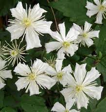 La pianta ha un altezza non troppo elevata, è compresa tra 1,7 e 2,5 metri, la larghezza invece va da 1,5 a 2,2 metri. Powojnik Clematis Paul Farges Summer Snow Centrum Ogrodnicze Dammera