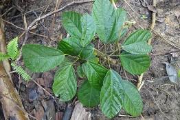 Image result for Albertisia