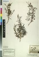 Image result for Anticharis senegalensis