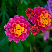 Image result for Lantana