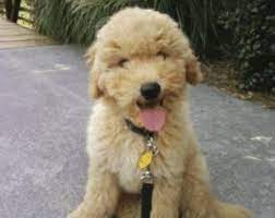If you are looking for a breeder who can educate you further about the breed and help you find your new family member, you are in the right place. Top 5 Breeders Of Goldendoodle Puppies In Michigan 2021 We Love Doodles