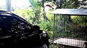 We did not find results for: Nardong Kidlat 2015 Season 1 Eps1 Master Copy Xvid Youtube