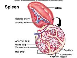 Spleen Location Diagram Koibana Info Human Body Anatomy Anatomy Organs Body Anatomy