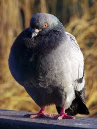 Pigeon Darker Around The Neck Beautiful Birds I Like Birds Beautiful Creatures