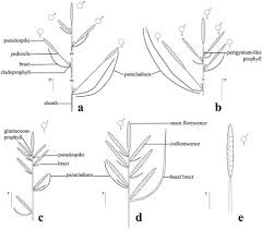 Image result for Carex echinochloe