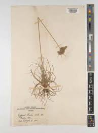 Image result for Cyperus pseudoleptocladus
