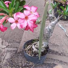 Pin On Garden