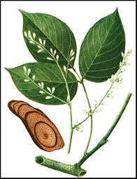 Image result for Millettia